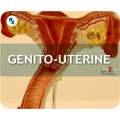 Genito-Uterine